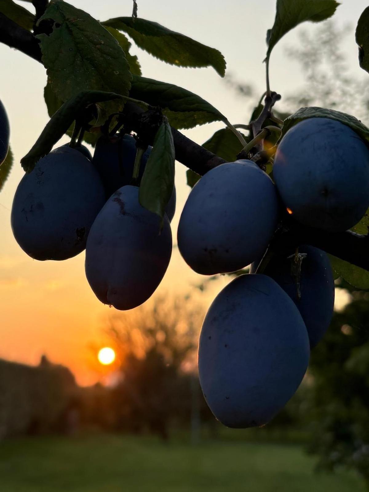 Malamu Bnb Eventi Rigosa Exteriér fotografie